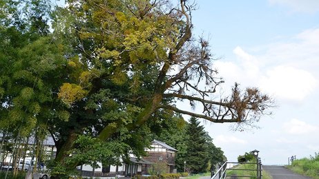 樹齢１世紀超のエノキ枯死、渡り鳥スポットで人気「太田宿を見守った