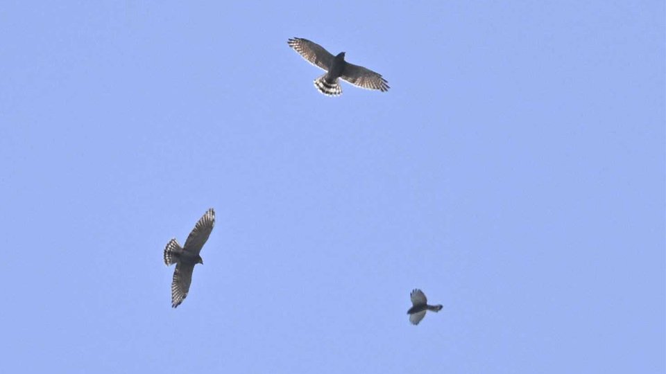 鳥の渡り