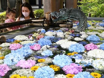 使われない手水鉢に色鮮やかな花浮かぶ アジサイやヒメヒマワリ 参拝者の涼誘う 岐阜新聞web 使われない手水鉢に色鮮やかな花浮かぶ アジサイやヒメヒマワリ 参拝者の涼誘う 岐阜新聞web