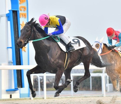 笠松競馬に頼もしい助っ人 期間限定騎乗 ８人 岐阜新聞web