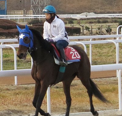 笠松競馬の歴代リーディングら次々「退場」 | 岐阜新聞Web