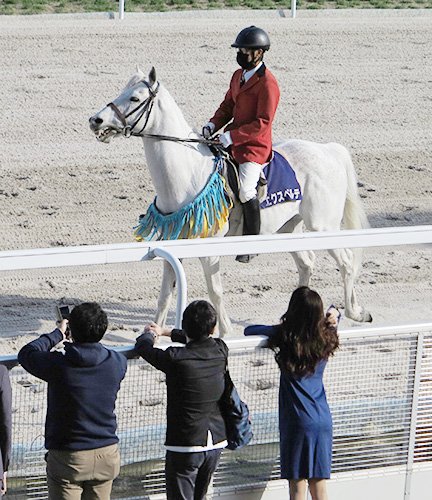 誘導馬２頭、猛暑に耐えて長距離ウオーク（笠松競馬） | 岐阜新聞Web