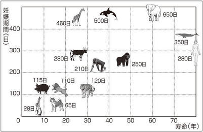 動物の妊娠期間 岐阜新聞web