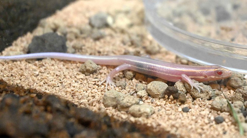 珍しい白トカゲ限定公開、岐阜・可児市で発見されたアルビノ幼体