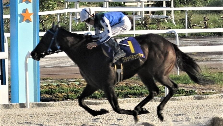 ネクストスター笠松、ワラシベチョウジャが5連勝で制覇 | 岐阜新聞