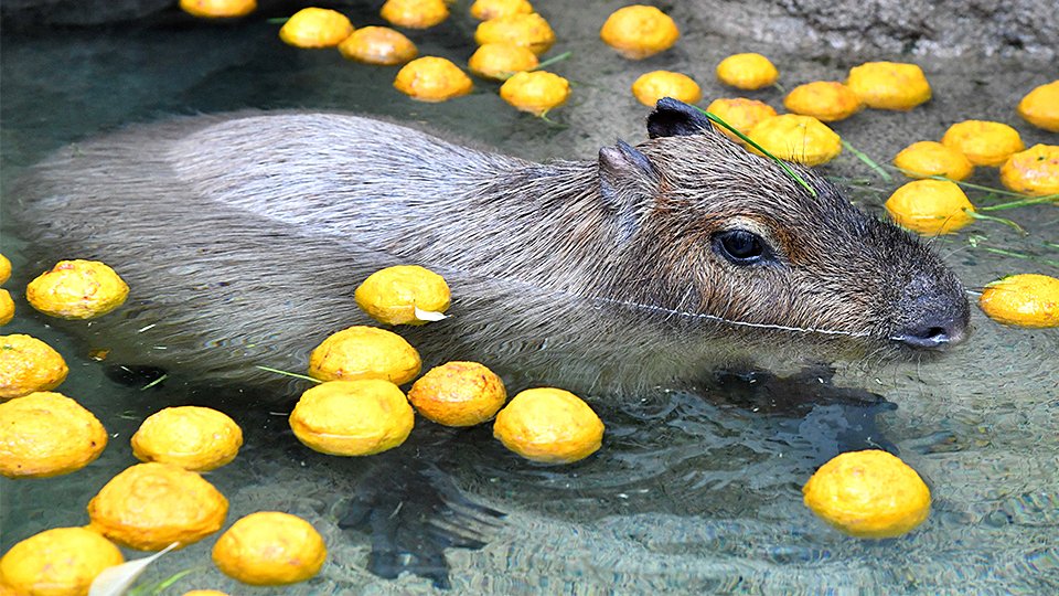 カピバラ乾燥対策♨ゆず湯いい湯だな 岐阜・各務原市のアクア・トト