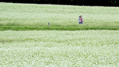 ソバの花見頃 涼風に揺れる 収穫後は道の駅レストランで提供 岐阜 中津川市 岐阜新聞web