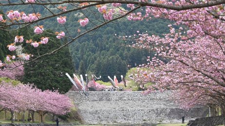 満開の八重桜こいのぼり群泳 春の声も 岐阜 海津市 羽根谷公園 岐阜新聞web