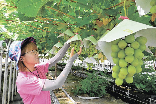 夏のフルーツ甘さギュッ 関市の農業施設 ブドウ6種類販売 | 岐阜新聞