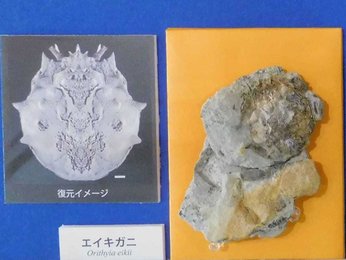 化石 カニ 南淡町地野 化石 カニ 南淡町地野 化石 かに 南淡町灘地野 自然の化石で、カニの