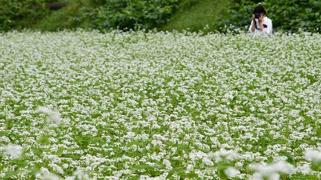 ソバの名所 白色じゅうたん 岐阜 高山市で花見頃 岐阜新聞web