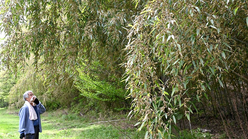 竹花が咲く 枯れる, 竹の花が咲かない理由 – PPKMIA