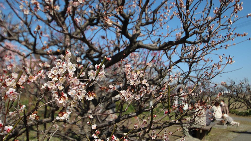 梅の花ひらひら風に舞う 全国屈指の品種の多さ 名所 安八百梅園 岐阜新聞web 梅の花ひらひら風に舞う 全国屈指の品種の多さ 名所 安八百梅園 岐阜新聞web