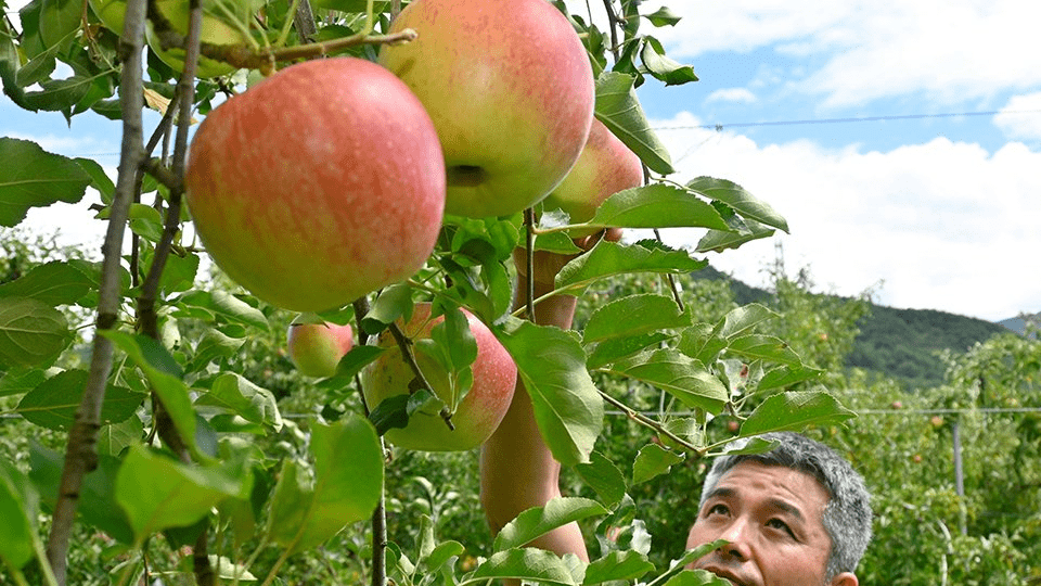 コバ☆岐阜県高山発☆引取限定☆運搬車 薪割り Wタイヤ 造園