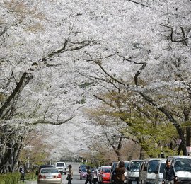 千本桜ができたワケ 雪対策 住民深刻 通説はバス路線開通 岐阜新聞web