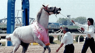 笠松競馬・オグリキャップ記念は延期し、夏か秋に開催を | 岐阜新聞Web