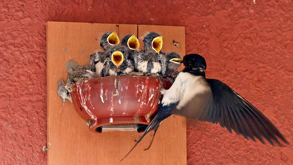ツバメのお気に入り？巣作り面倒？今年もお椀で子育て 住民ら見守る