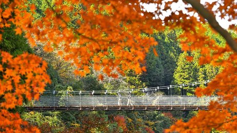紅葉、吊り橋から秋色渓谷 岐阜・多良峡で見頃 | 岐阜新聞デジタル