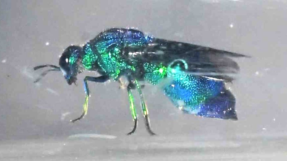 宝石のような青いハチ、美濃市にも　小１が発見、飼育中 | 岐阜新聞デジタル