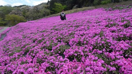 829 岐阜県池田町A【#001】第一弾・初期ロット・天然記念物・霞 829 岐阜県池田町A【#001】第一弾・初期ロット・天然記念物・霞