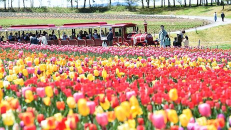 のんびり家族でピクニック 岐阜 牧歌の里 チューリップ２０万本見頃 岐阜新聞web