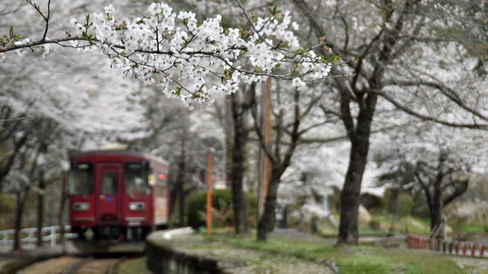 桜前線、北濃駅に到着 長良川鉄道の桜2025【みのひだ乗り物探訪第