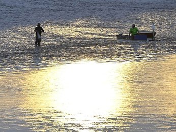 落ち鮎逃さぬ 岐阜・長良川で瀬張り網漁 | 岐阜新聞Web