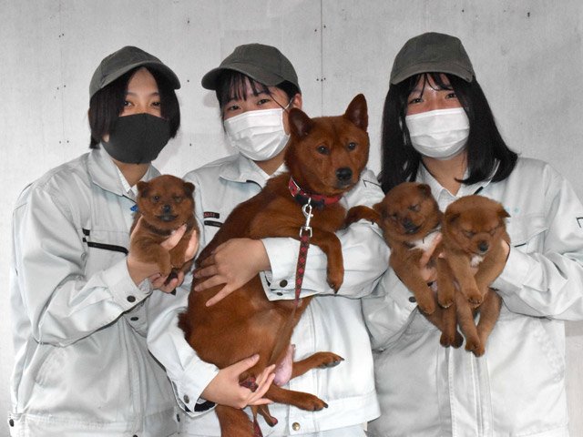 希少種 美濃柴犬 に元気な赤ちゃん 大垣養老高生が繁殖に成功 岐阜新聞web