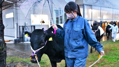 生徒の愛で大きく成長「娘のよう」 大垣養老高の繁殖雌牛、岐阜県共進会で最高位 | 岐阜新聞Web