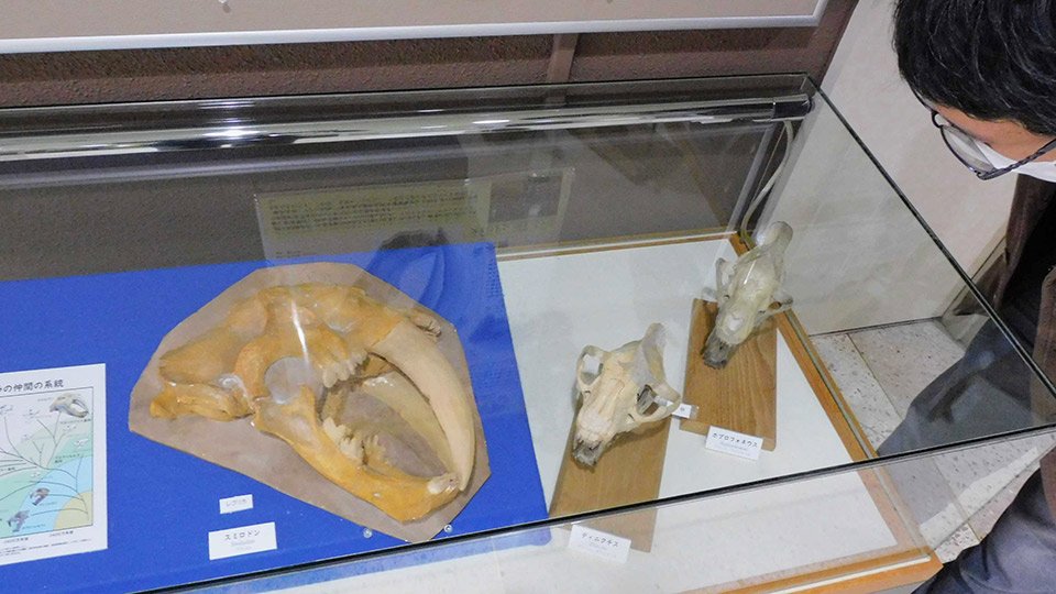 迫力の牙「サーベルタイガー」展 標本を紹介、瑞浪市化石博物館 | 岐阜