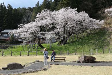 ウロコは桜の花びら！？ 国天然記念物「臥龍桜」が満開 岐阜・高山市