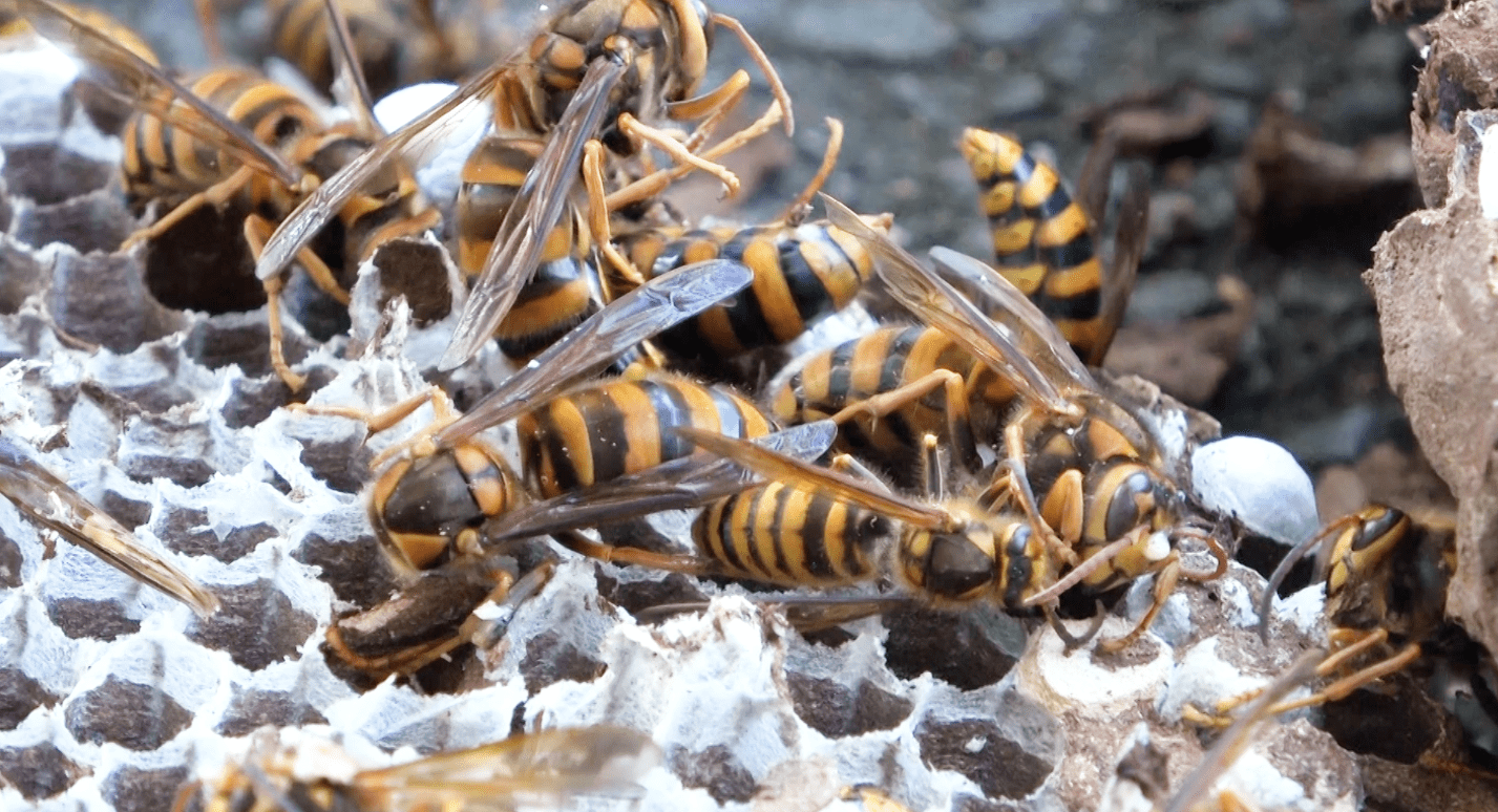 巨大蜂の巣を駆除 岐阜県関市の道路看板裏にキイロスズメバチ | 岐阜