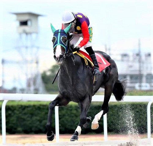 笠松競馬にスター候補２頭、重賞初Ｖと無傷の７連勝 | 岐阜新聞デジタル