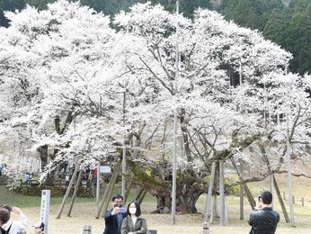 ぎふ１４０景 淡墨桜 岐阜県本巣市 岐阜新聞web