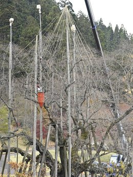 日本三大桜の淡墨桜 冬支度 雪つり作業始まる 岐阜新聞web