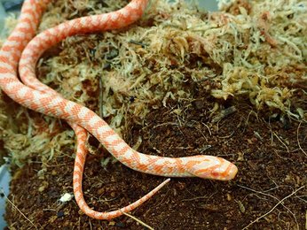 外来種のヘビ 実は希少な在来アルビノか 岐阜新聞web