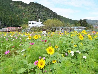 咲き乱れる二つの季節 ひまコス畑 見頃 岐阜 美濃市 岐阜新聞web 咲き乱れる二つの季節 ひまコス畑 見頃 岐阜 美濃市 岐阜新聞web