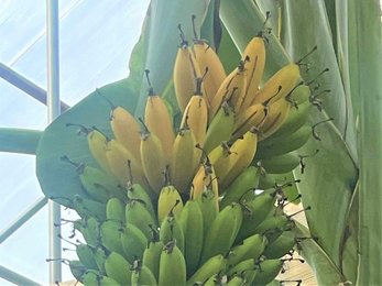 安八発バナナ」いかが “皮まで食べられます” 山北さんがハウス栽培