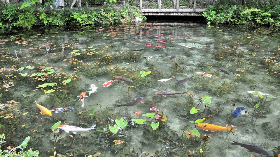 モネの池」まるで動く絵画 寄贈されたニシキゴイ7匹放流、岐阜・関市