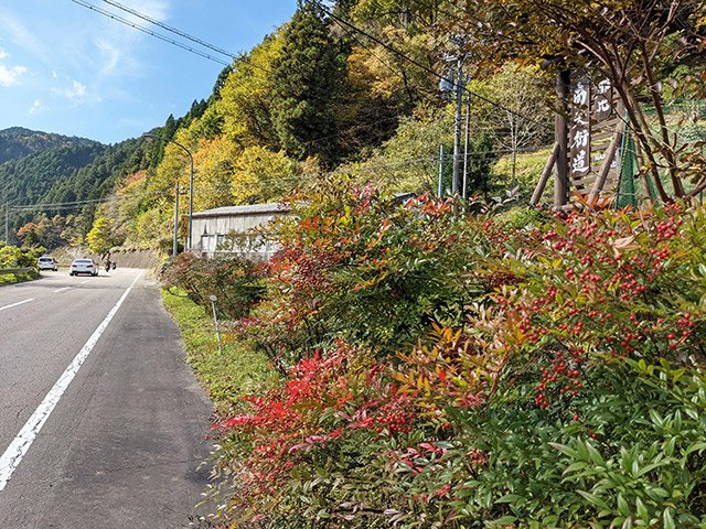 縁起いい 南天の町 赤い実のナンテン畑広がる 岐阜 郡上市八幡町 岐阜新聞web