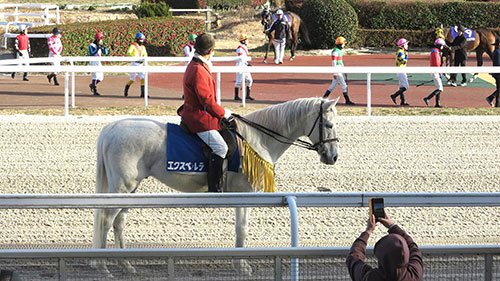 ファンに愛されて誘導馬2頭、つかさん引退へ | 岐阜新聞デジタル