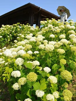 白いアジサイ爽やか 緑の色変わりも楽しめる 岐阜 美濃加茂市で見頃 岐阜新聞web