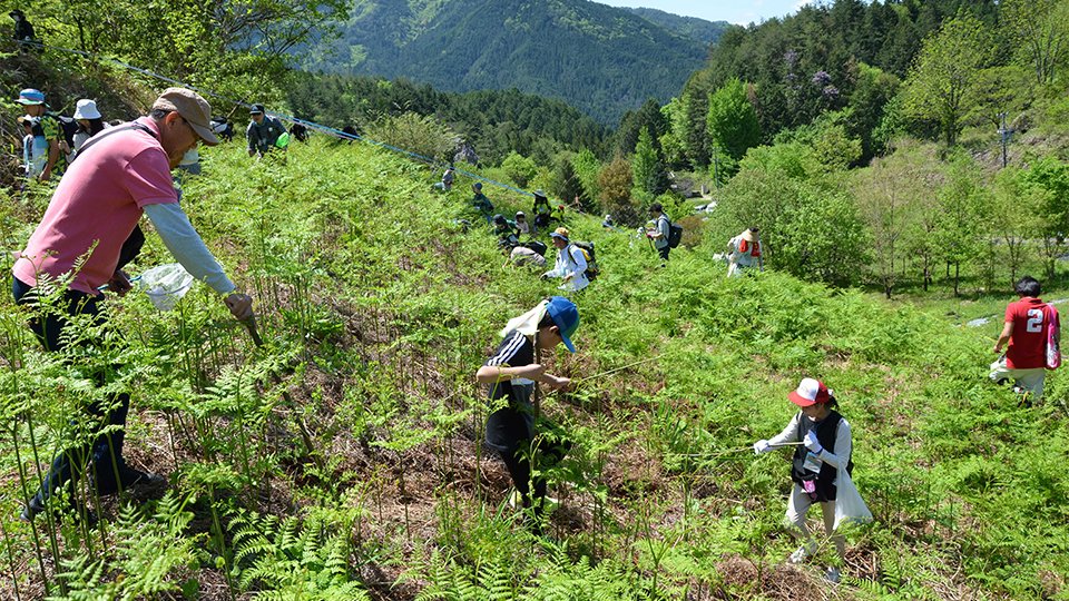 ツチノコをガチ捜索！しかし、今年もなぜか発見ならず 目撃多い岐阜・東白川村、８００人参加 | 岐阜新聞デジタル