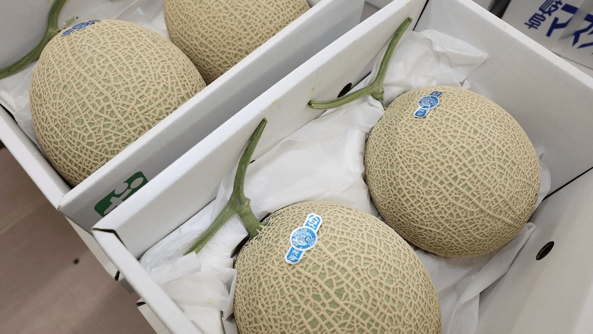 まろやかな甘さ「海津メロン」今季の直売スタート 岐阜・海津市のJA