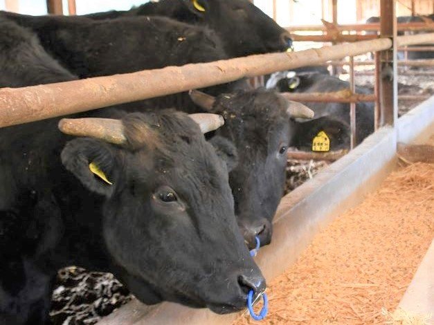 牛の飼料購入、高山市が補助 値上がり受け農家支援「飛騨牛守る」 | 岐阜新聞Web