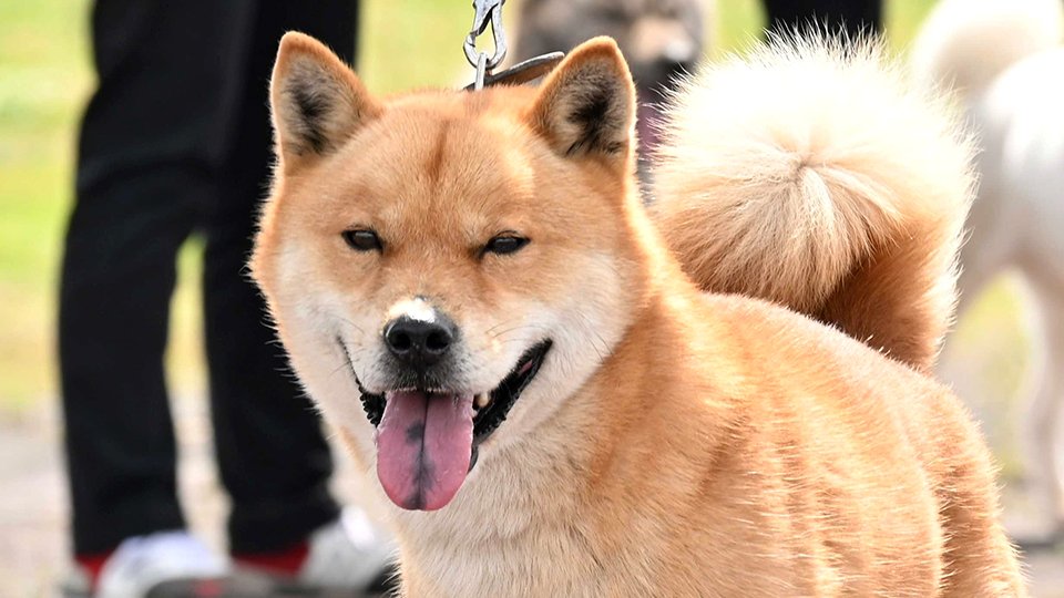 CMのお父さんで愛される「北海道犬」成育状態を競う 岐阜