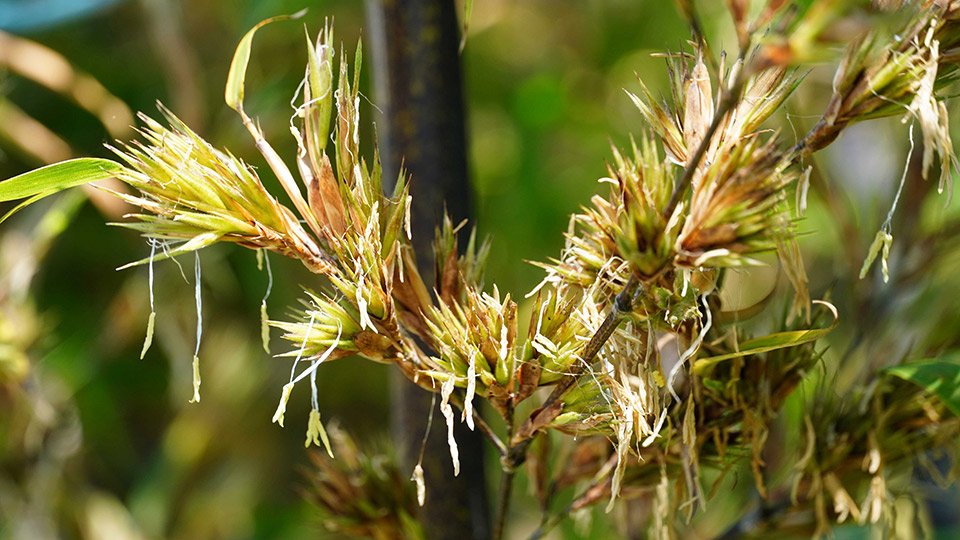 咲いたら枯れる？１２０年に１度「黒竹」開花 とげ状の穂の束 | 岐阜新聞デジタル