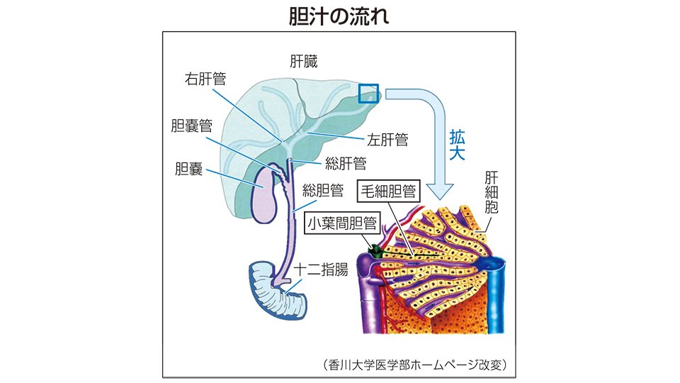 原発性胆汁性胆管炎 胆汁が肝内停滞、肝障害 | 岐阜新聞デジタル