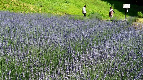 ご確認ページ⭐︎糸魚川ラベンダー ラベンダー（猪苗代ハーブ園） | 猪苗代観光協会【公式ホームページ】