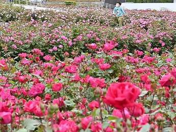 香るオアシス ローズテラス 世界最大級のバラ園 花フェスタ公園 岐阜新聞web